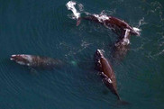 right whales