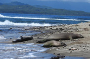 monk seals