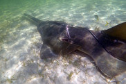 sawfish