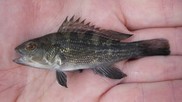 A juvenile black sea bass that was caught in a fish trap in Long Island Sound.