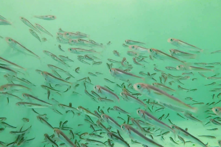 Small sablefish swim in aquaculture tank. 