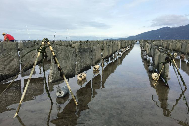 Washington shellfish farm using flip-bag growing method. 