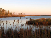 A salt marsh at Blackwater National Wildlife Refuge in Maryland.