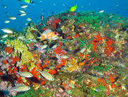 A colorful coral reef in the Gulf of Mexico's Flower Garden Banks Sanctuary. Image: NOAA/University of North Carolina Wilmington