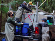 People removing juvenile Chinook from a tank in the back of a pickup truck