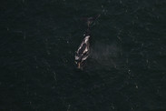 atlantic right whale