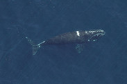right whale health