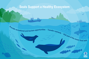 Seal role in ecosystems NOAA Fisheries