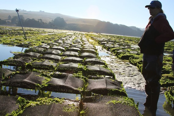 Aquaculture farmer overlooks oyster bags partially submerged in the water.