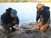 Scientist studying coastal resources on a small section of sand in the Chesapeake Bay watershed.