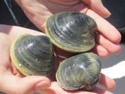 A closeup of three clams in a scientist's hands.