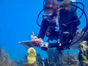 Research diver documents stony coral tissue loss disease in pillar coral along Florida Reef Tract, 2019. Credit: Nova Southeastern University.