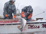 Two fishermen work to pull a rockfish aboard their boat as snow falls