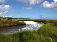 salt marsh