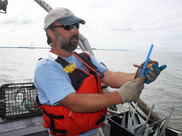 A man wearing a ball cap and an orange lifejacket measures an oyster toadfish while on board a NOAA research vessel.