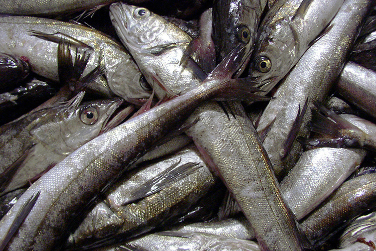 Photo of Pacific hake (whiting), Merluccius productus 