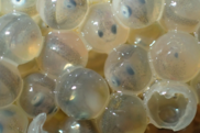 Fertilized fish eggs Photo: NOAA Fisheries