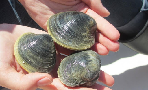 Hands holding three clams.