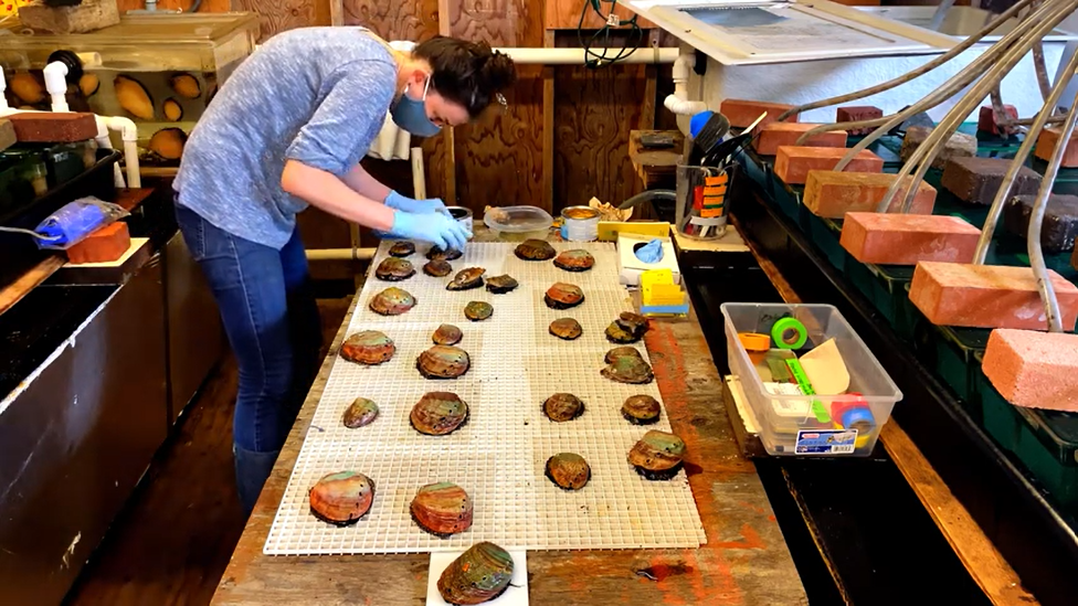Dr. Sara Boles of UC Davis tags abalone.