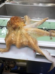 It took two people to handle this slippery common octopus, NOAA Fisheries