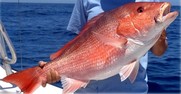 Red snapper being held after being caught.
