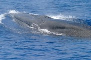 A Gulf of Mexico Bryde's whale (Rice's whale) surfacing