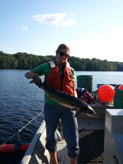 Penobscot Monitoring Coordinator, Molly Payne Wynne, holds a freshly tagged shortnose sturgeon just before release back into the Penobscot River