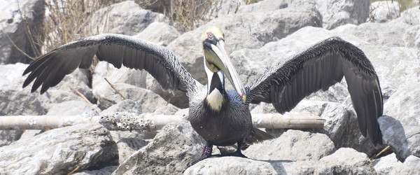 A brown pelican spreads its wings on a rocky shoreline in Louisiana.