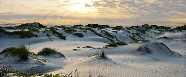 Sun rising over vegetated sand dunes on a beach in Texas.