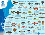 Fisheries of the Northeast, NOAA Fisheries