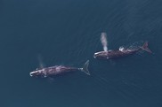 Two North Atlantic right whales, 2018. Credit: NOAA Fisheries/Tim Cole