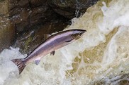 A pink, silvery fish jumps above fast-moving water