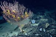 Colorful coral and other life surrounded by darkness in the deep sea.