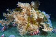 deep sea corals