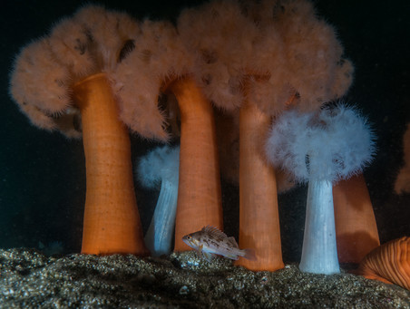 Rockfish YOY with anemone