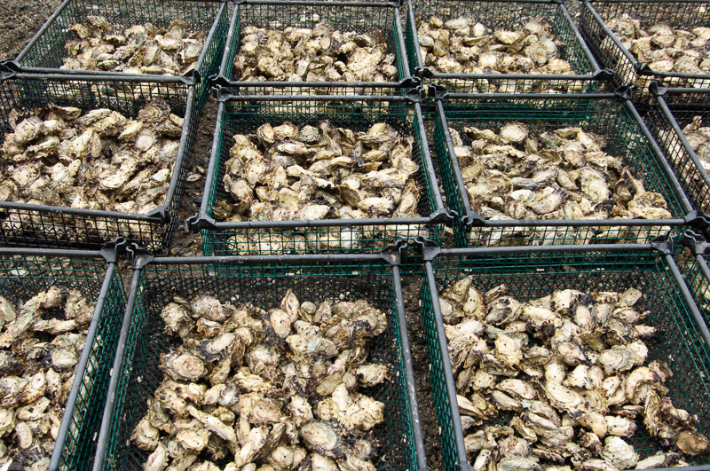 Crates full of freshly harvested oysters.