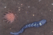 anemone wolffish NEFSC