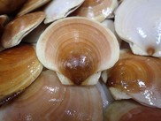 Atlantic sea scallops, NOAA Fisheries