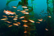 rockfish
