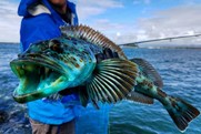 Caught Lingcod_NOAA Fisheries