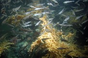 Fish swimming through a large coral community in the Gulf of Alaska. Credit: NOAA Fisheries.