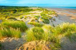 Grassy dunes on a beach.
