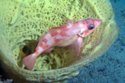 A pregnant sharpchin rockfish sheltering within a yellow sponge on the seafloor off Alaska. Credit: NOAA Fisheries.