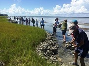 Volunteers carrying bags of oyster shells to build living shoreline on a marsh edge in North Carolina.