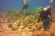 Divers cache coral fragments for emergency stabilization in Puerto Rico. Credit: NOAA.