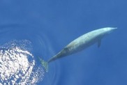 A Cuvier’s beaked whale (Ziphius cavirostris) cruises just under the surface after having taken a breath. NMFS MMPA Permit No.21938.