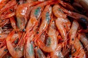 Northern shrimp, NEFSC