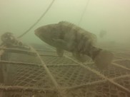 A tautog swimming above a shelf and bag style oyster cage, NOAA Fisheries