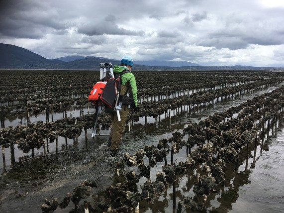 A researcher plants underwater video cameras on a shellfish farm in Washington State.