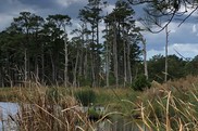 Salt-water intrusion can kill trees, creating “ghost forests” like this one. Photo: Alison Hammer. 